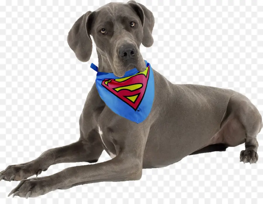 Gran Danés，Weimaraner PNG