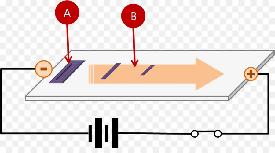 Electroforesis En Gel，Electroforesis PNG