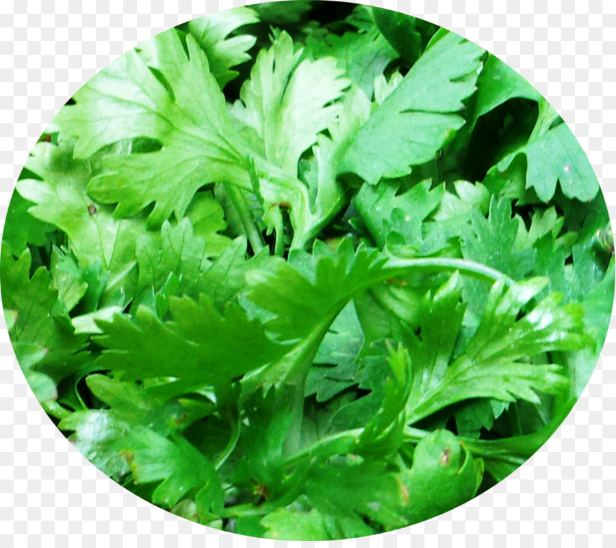 Cilantro，Hoja PNG