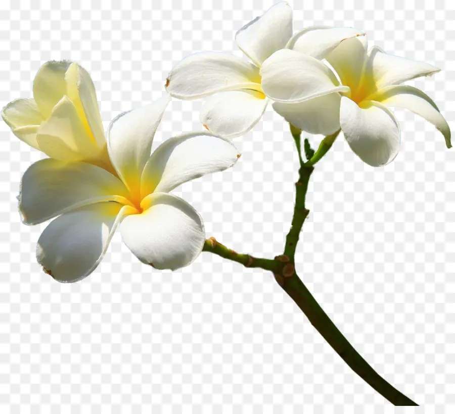 Flores Blancas Y Amarillas，Naturaleza PNG