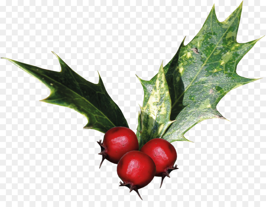 Común Holly，Ilex Cornuta PNG