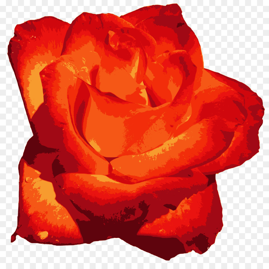 Rosa Roja，Floración PNG