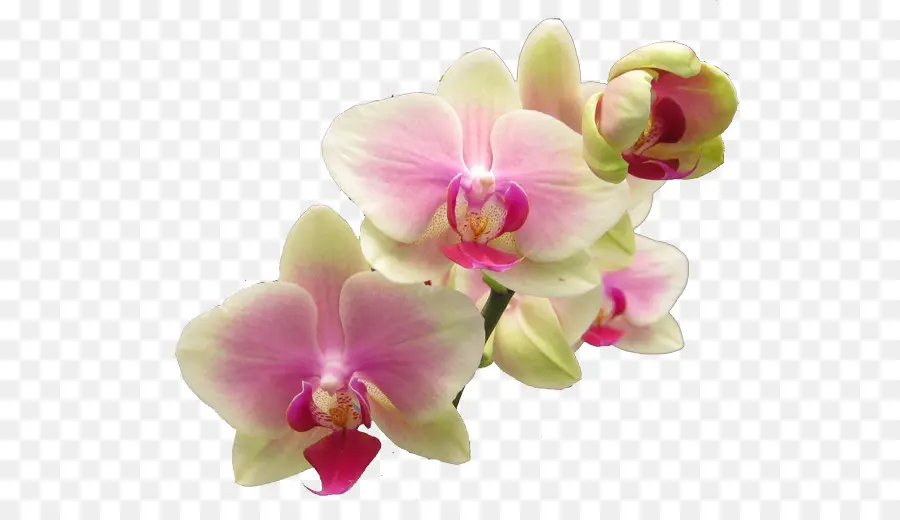 Orquídea，Floración PNG