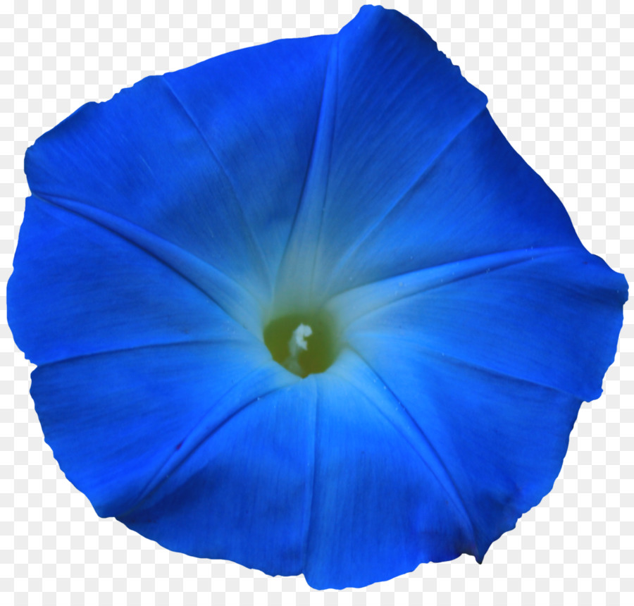 Ipomoea Purpurea，Ipomoea Nil PNG