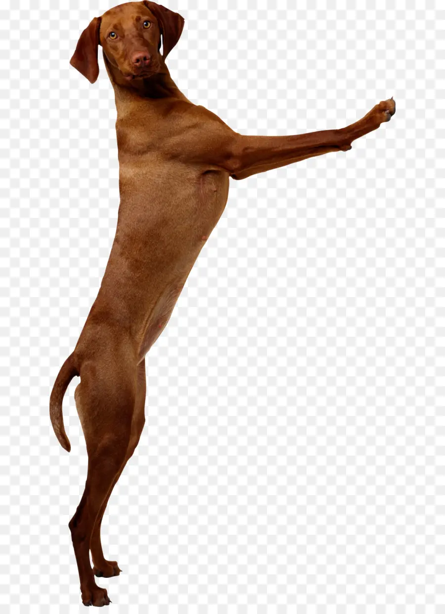 Perro Marrón，Mascota PNG