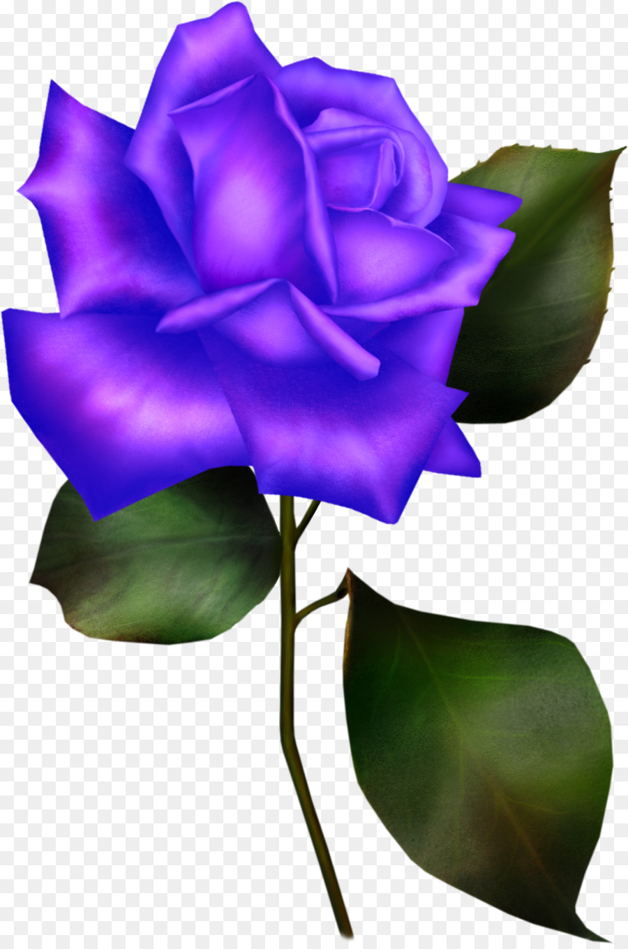 Rosa Morada，Florecer PNG