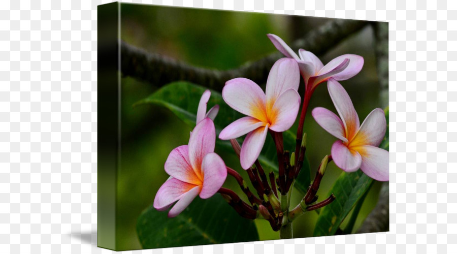 Flor，Flora PNG