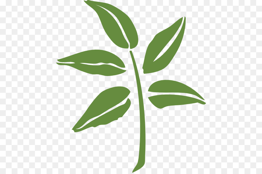 Hoja Verde，Planta PNG