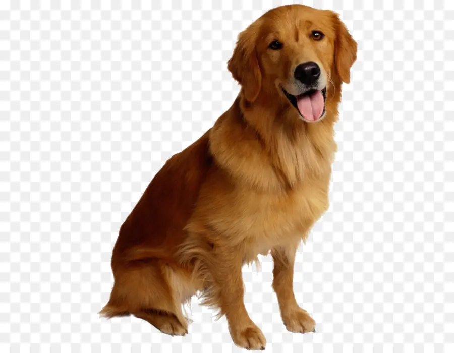 Golden Retriever，Chihuahua PNG