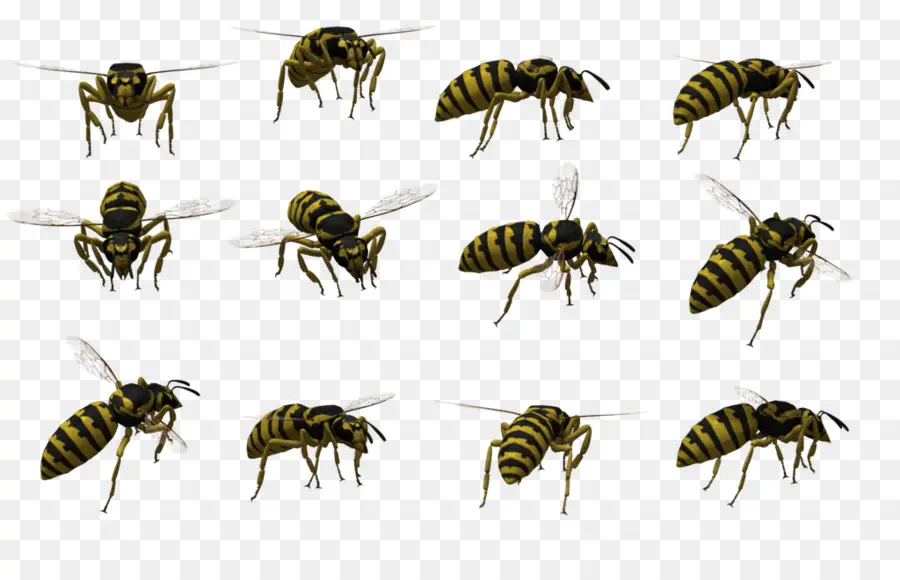 Abejas，Vuelo PNG