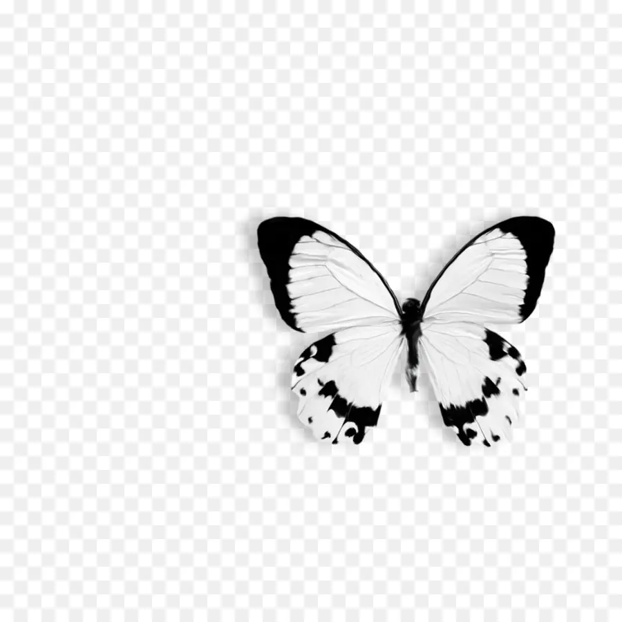 Mariposa，Negro PNG