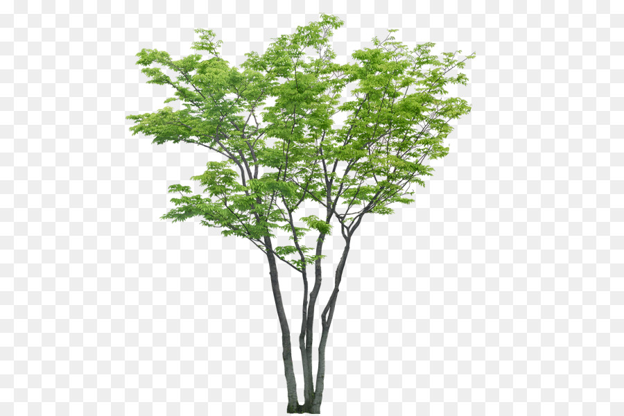 Árbol，Sucursales PNG