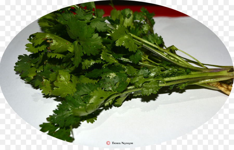 Cilantro，Hierba PNG