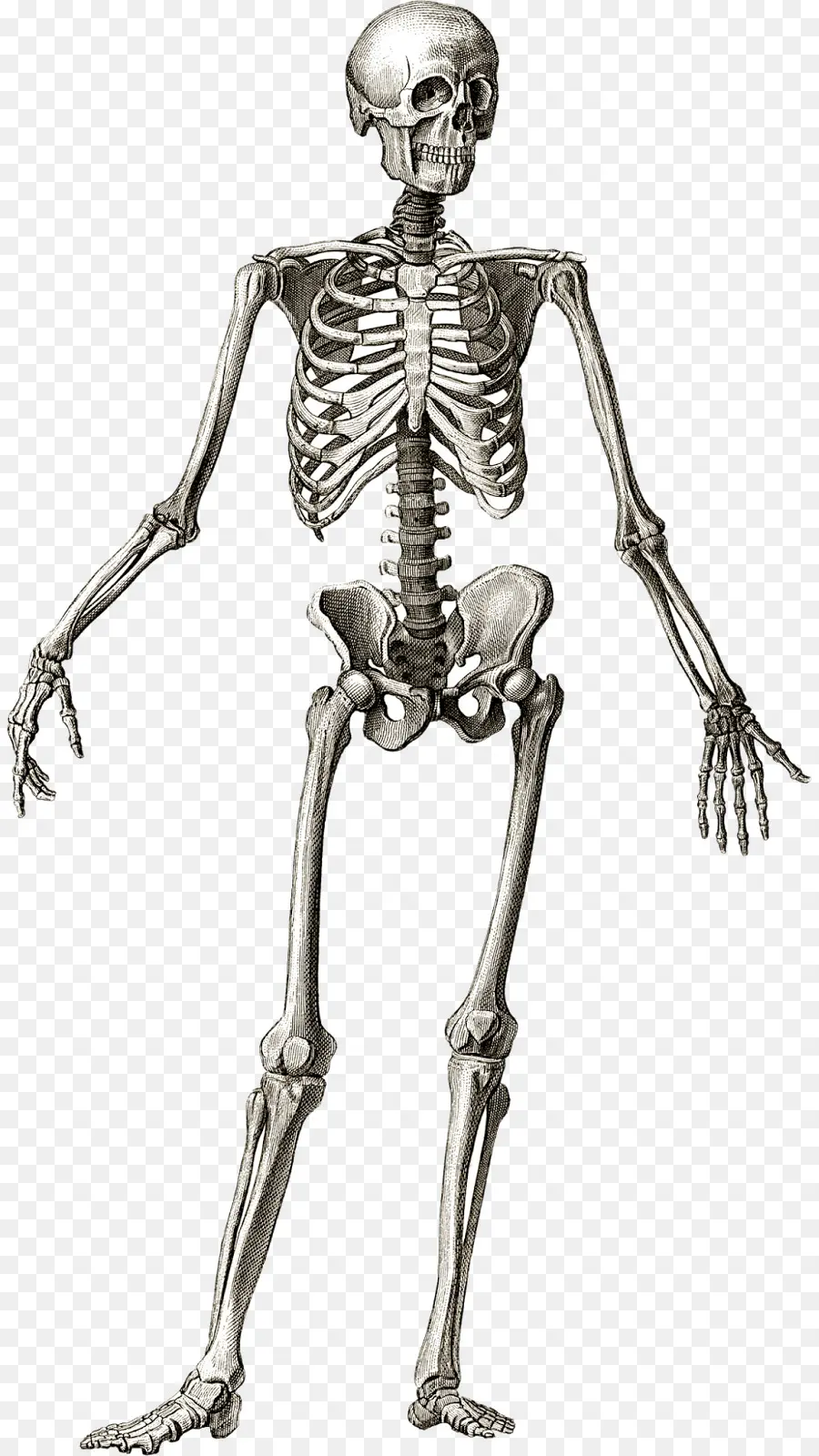 Esqueleto Humano，Anatomía PNG