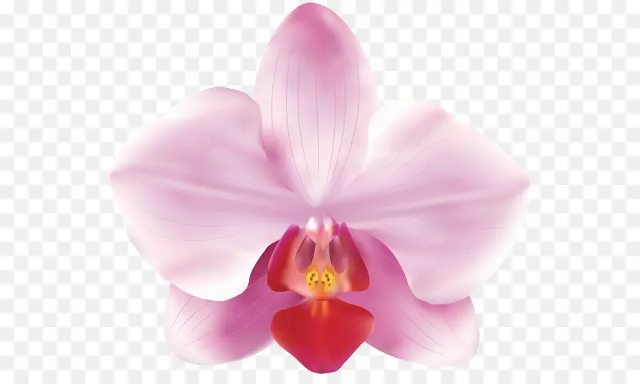 Las Orquídeas，Flor PNG