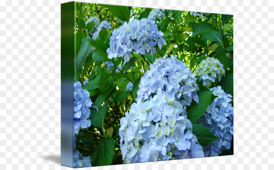 Hortensia Serrata，Azul PNG