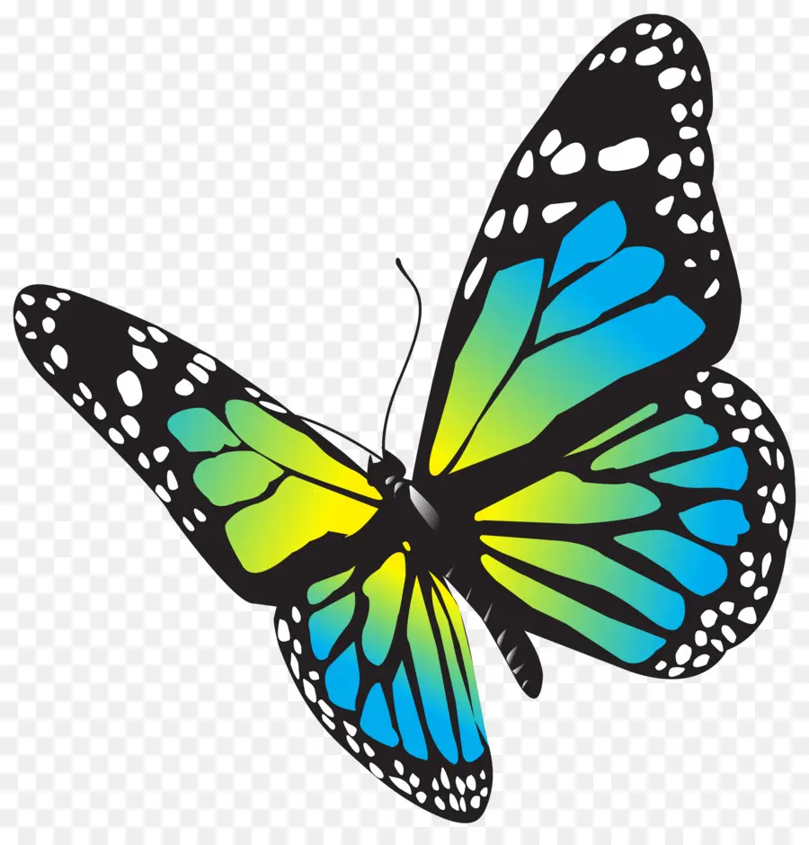 Mariposa，Dibujo PNG