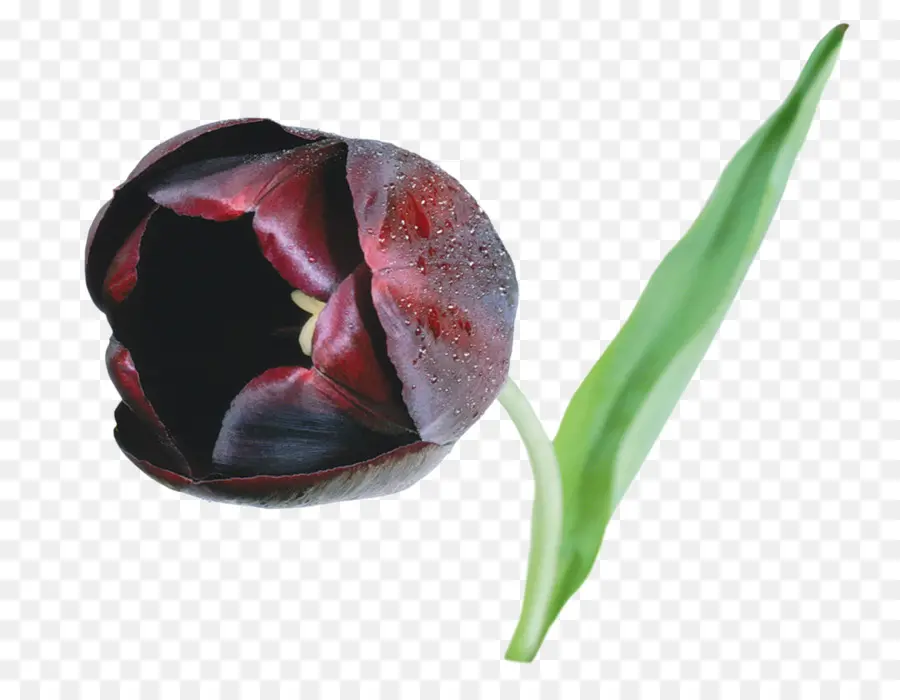 Tulipán Negro，Pétalo PNG