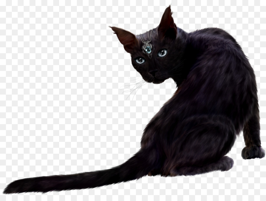 Gato Persa，Gatito PNG