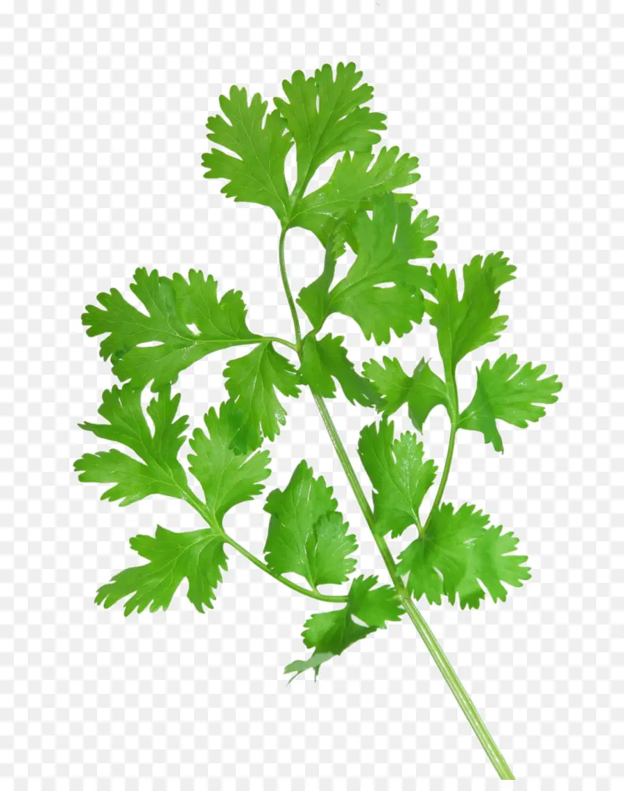 Cilantro，La Cocina Vietnamita PNG