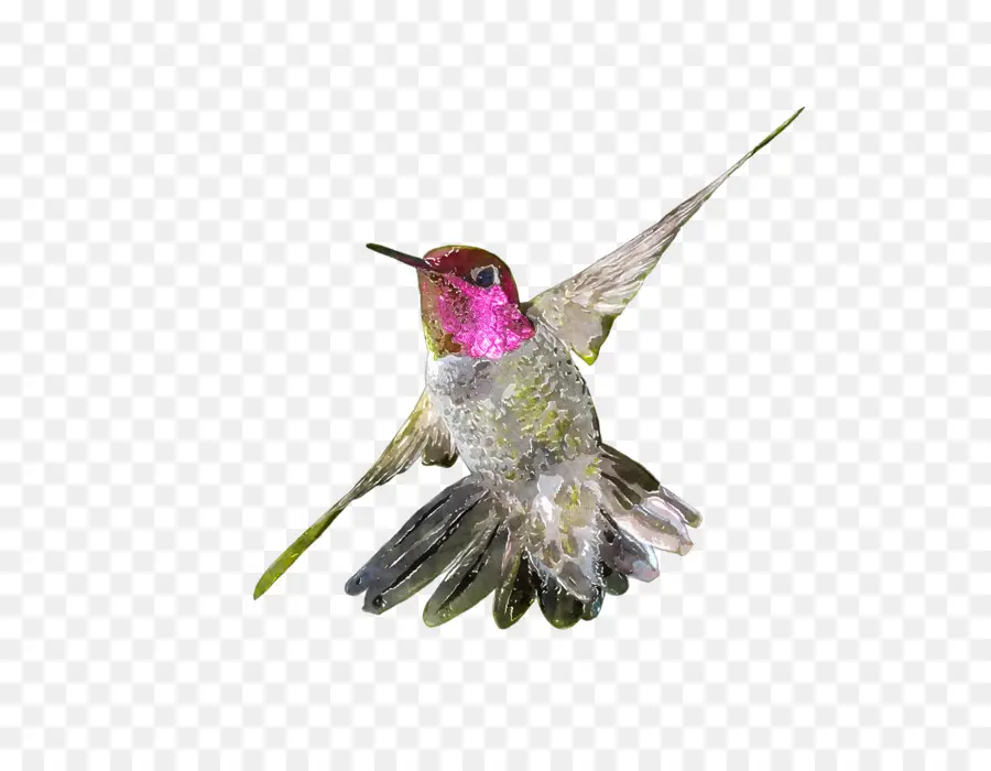 Colibrí，Vuelo PNG