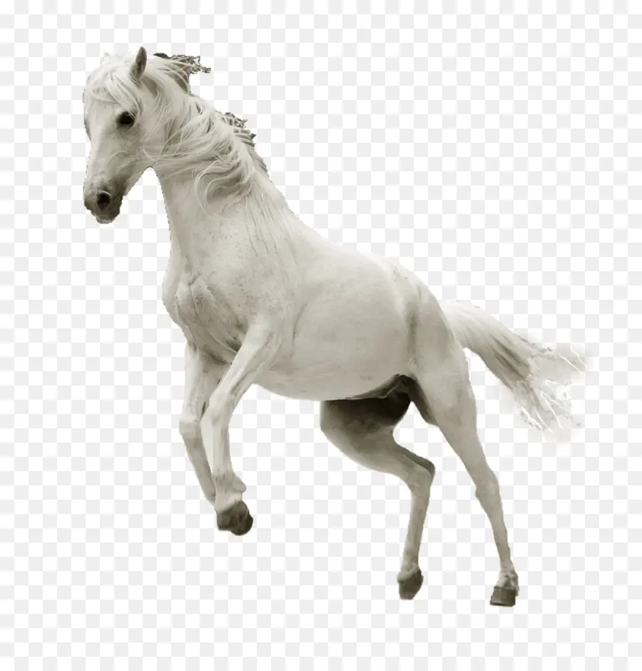 Caballo，Equino PNG