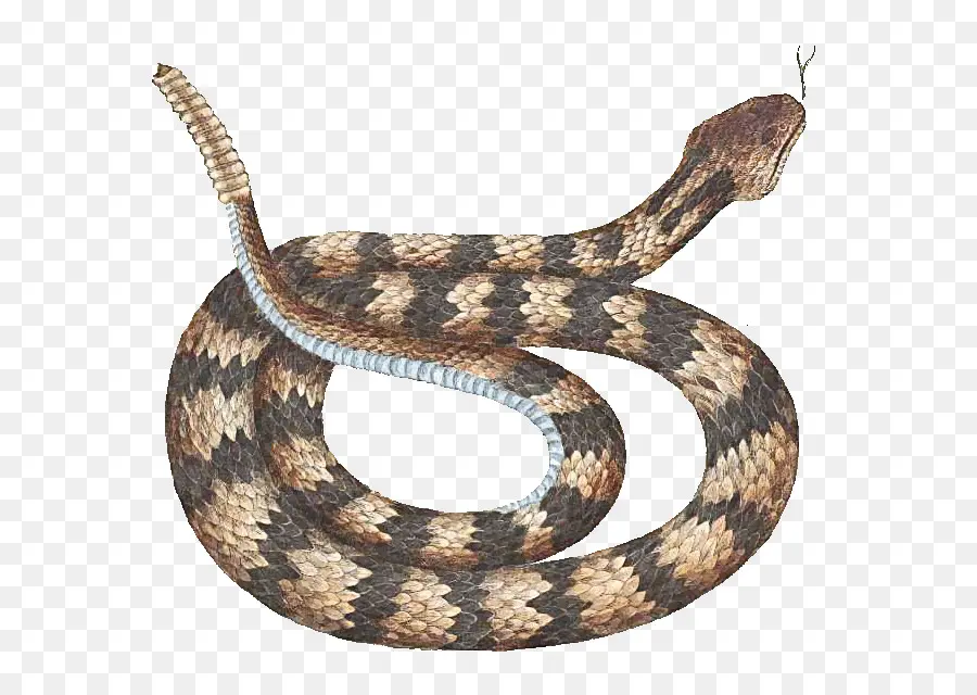 Serpiente，Balanza PNG