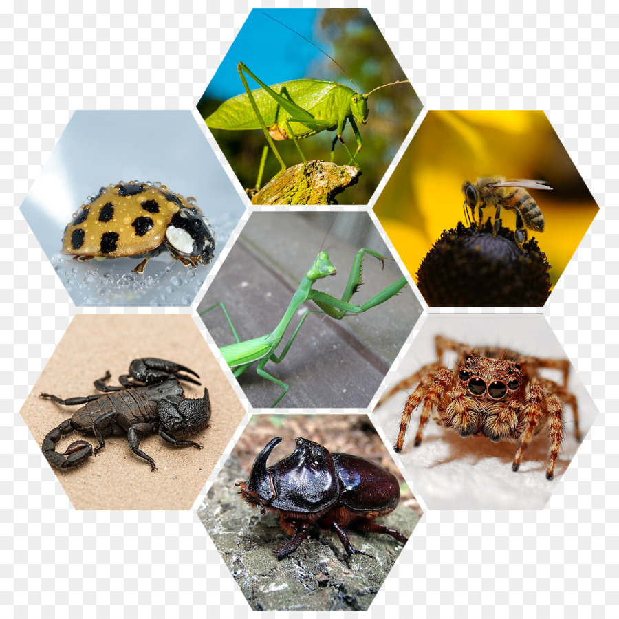 Insectos，Artrópodos PNG