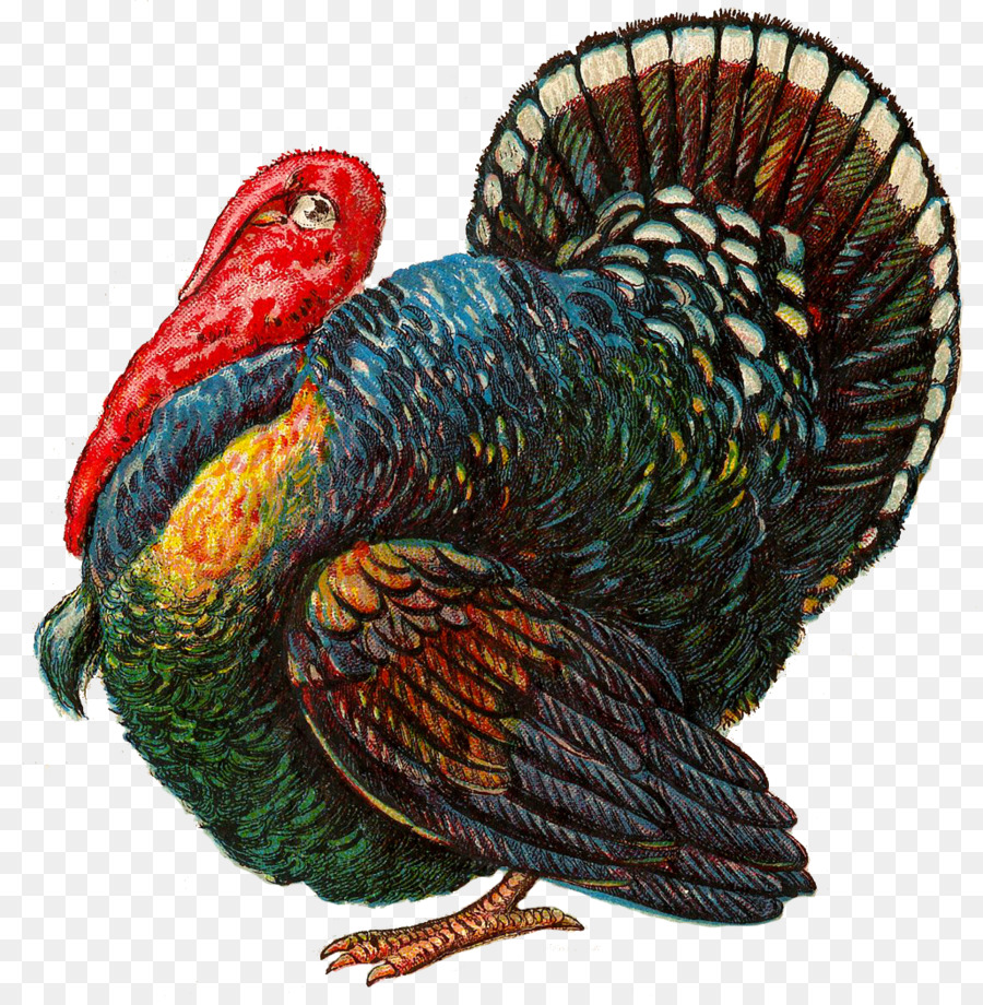 Pavo，Pájaro PNG