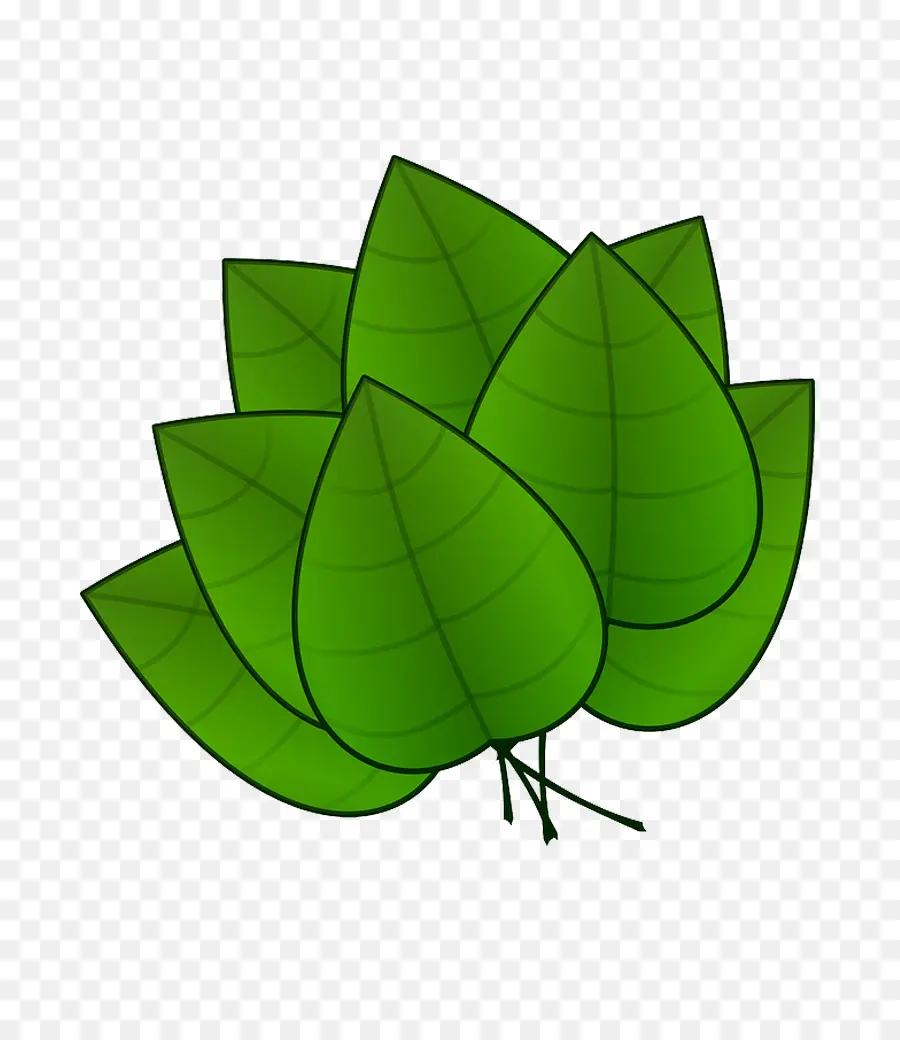 Hojas Verdes，Planta PNG