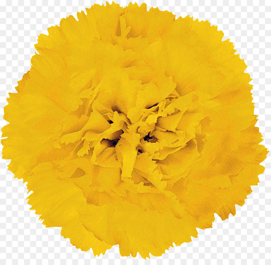 Flor，Amarillo PNG