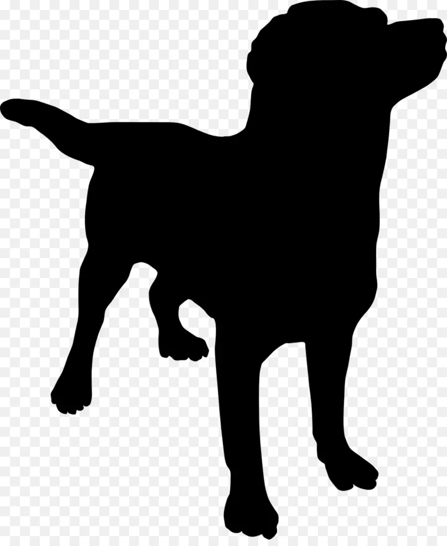 Beagle，Cachorro PNG