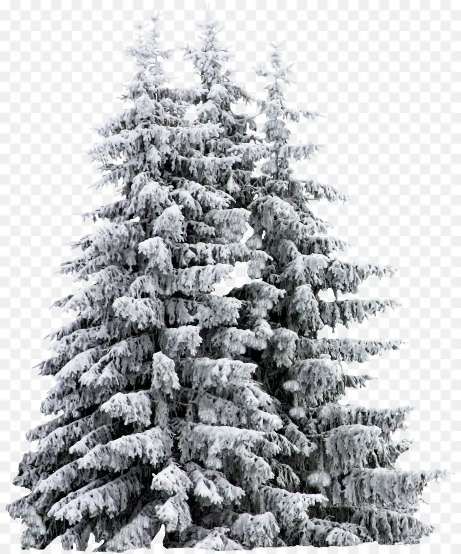 árbol De Navidad，árbol PNG