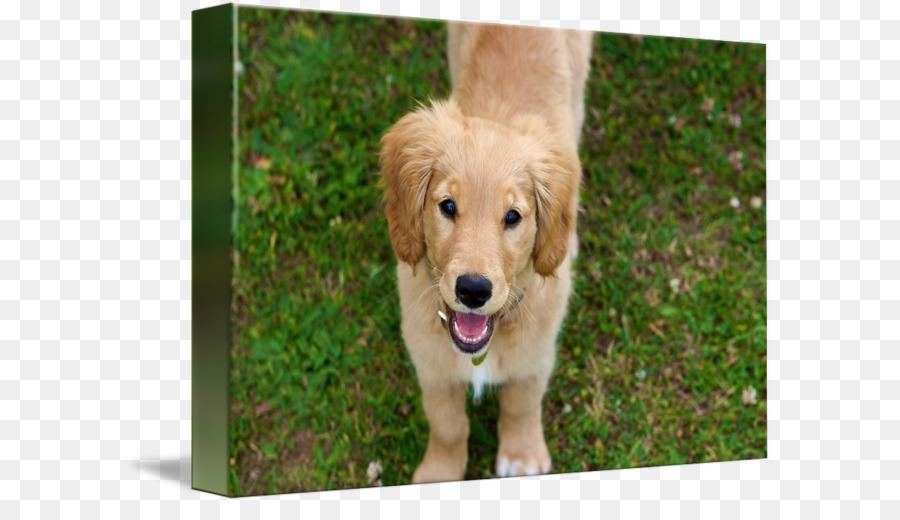 Golden Retriever，Cocker Spaniel Inglés PNG