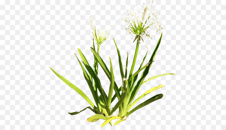 Planta，Lilium PNG