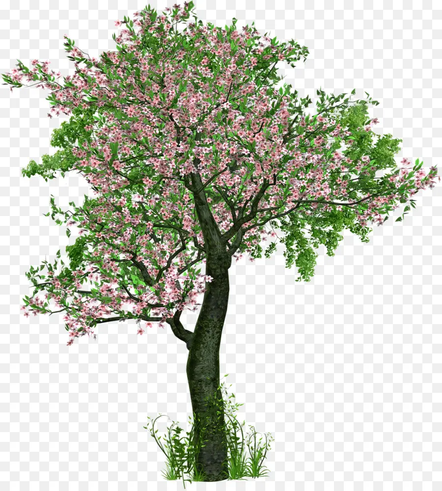 Árbol De Cerezo En Flor，Florecer PNG