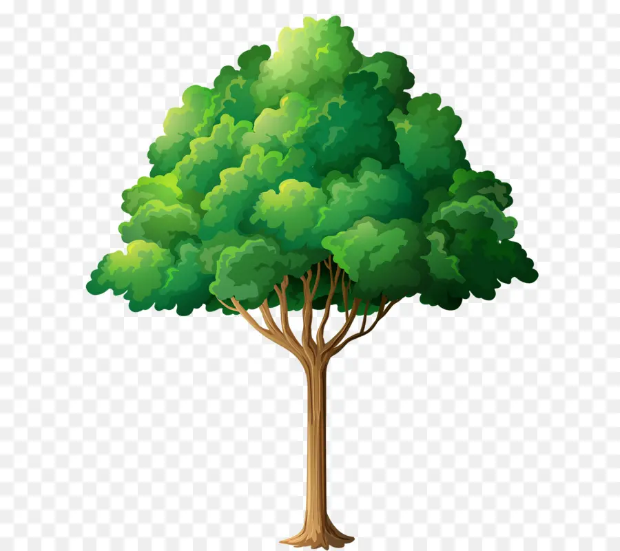 árbol Verde，Árbol PNG