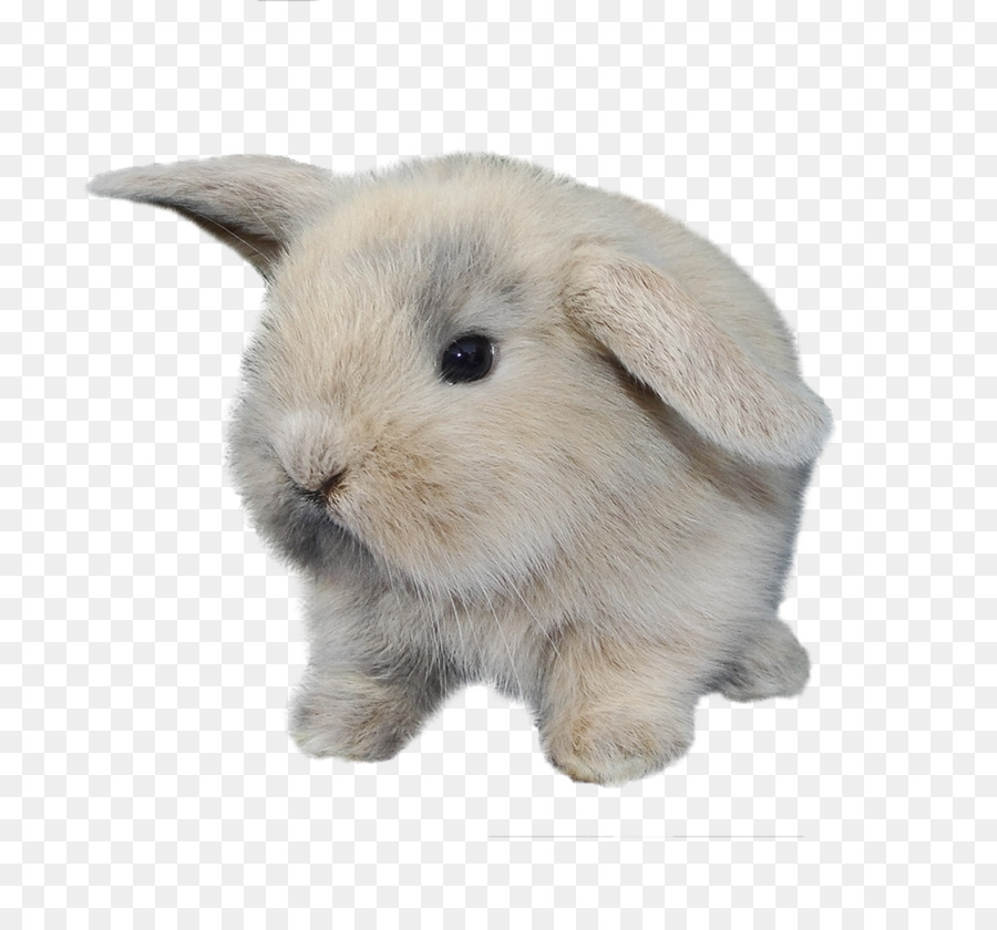 Conejo，Conejito PNG