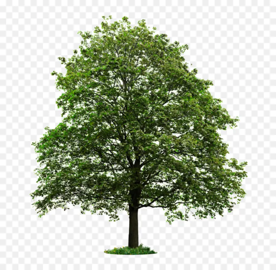 Populus Nigra，árbol PNG