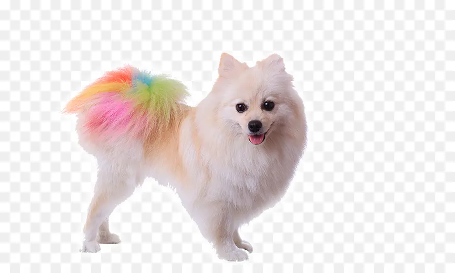 Pomerania，Caniche PNG