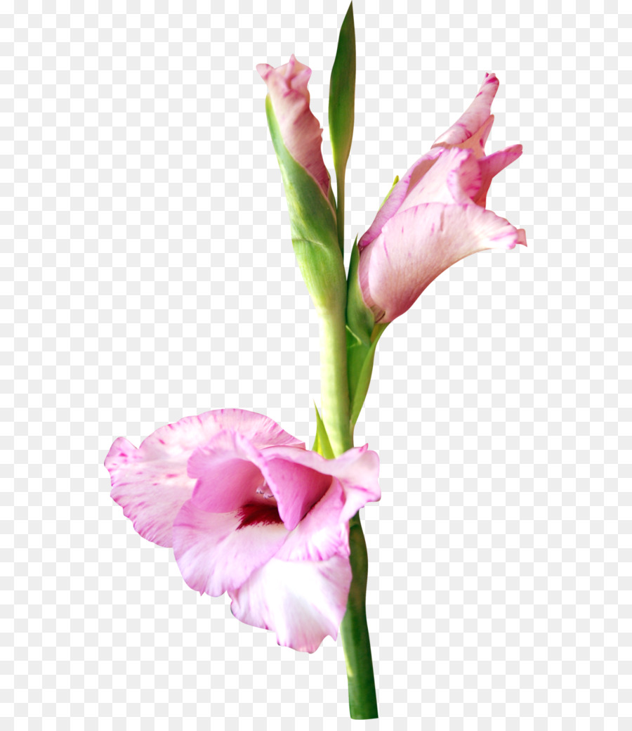 Flor，Rosa PNG