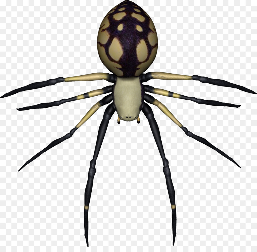 Araña，Arácnido PNG