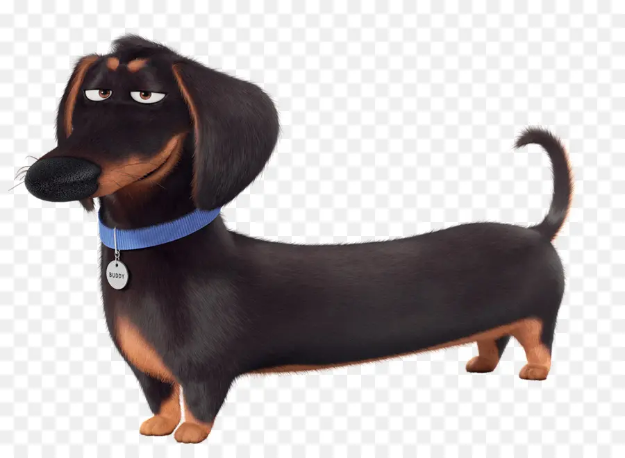 Dachshund，La Iluminación De Entretenimiento PNG