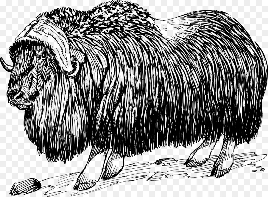 Muskox，Buey PNG