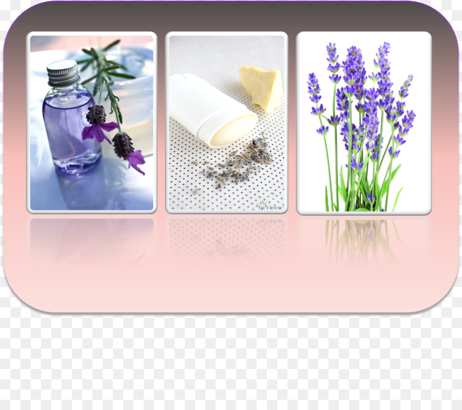 Violeta，Lavanda PNG