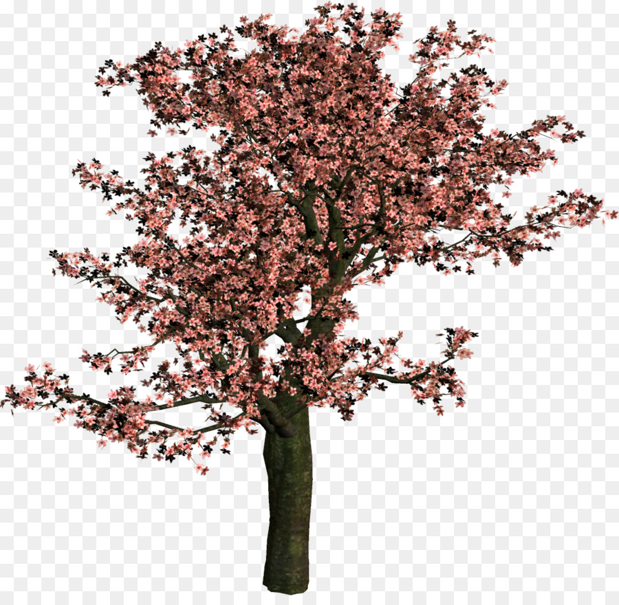 árbol，Arbusto PNG