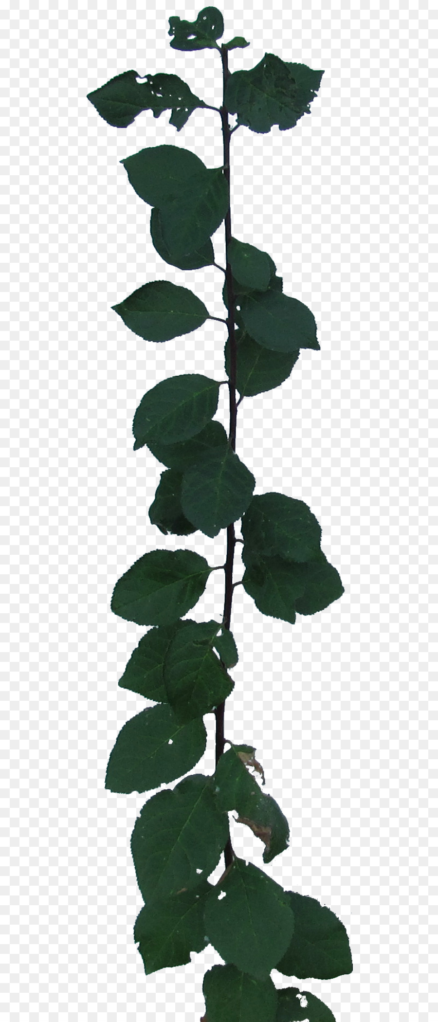 Hoja，Tallo De La Planta PNG