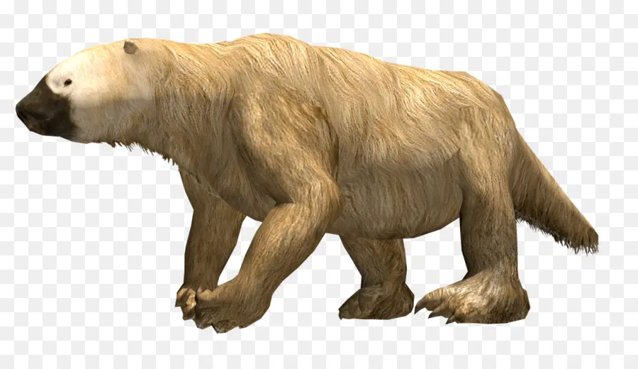 Oso Polar，Ártico PNG