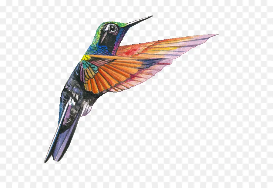 Colibrí Colorido，Vuelo PNG