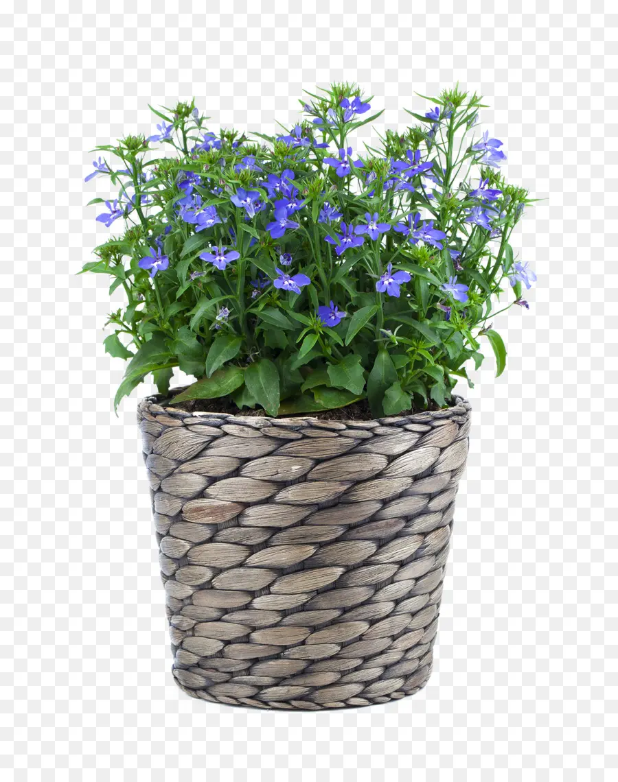 Lobelia Erinus，Una Fotografía De Stock PNG